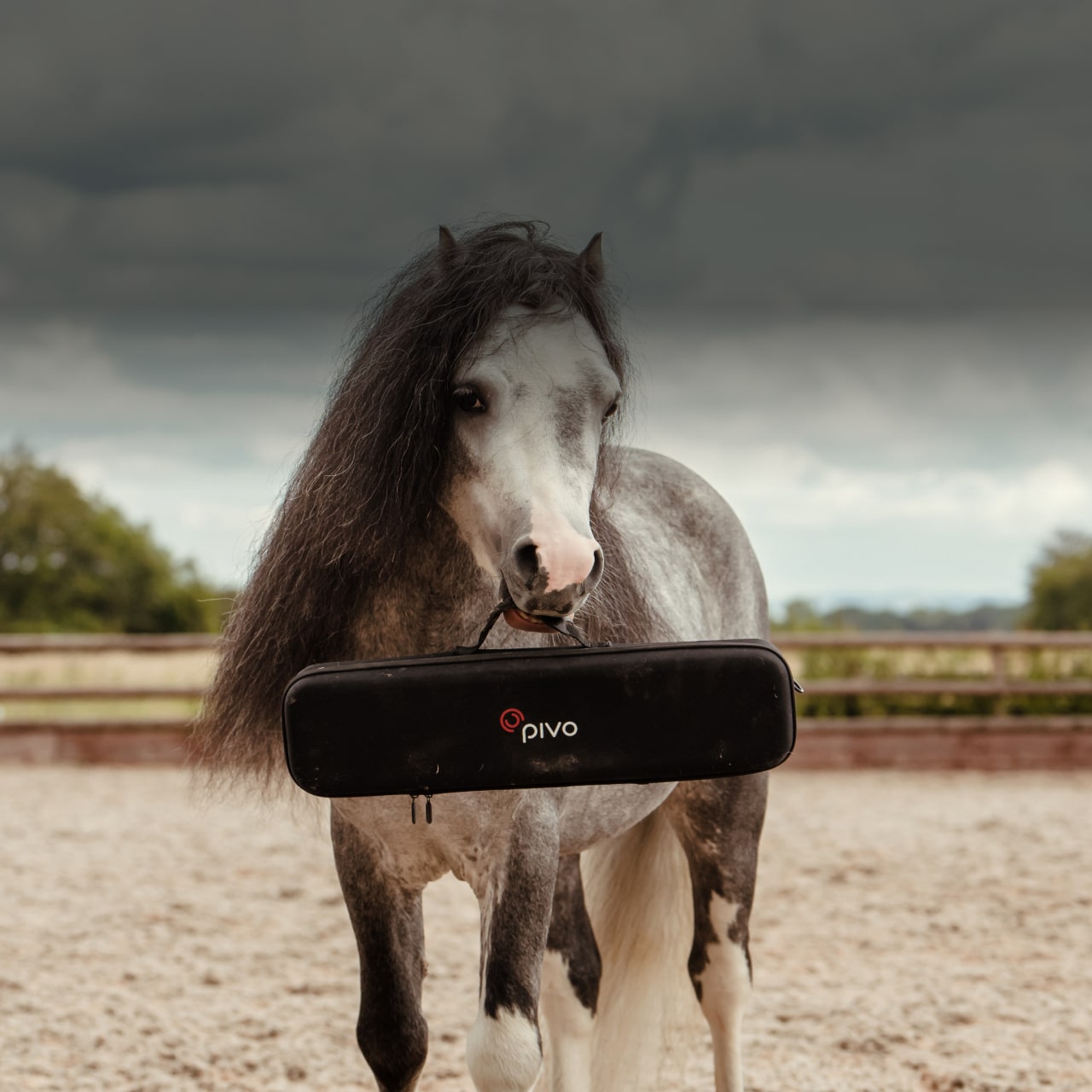 pivo camera horse riding